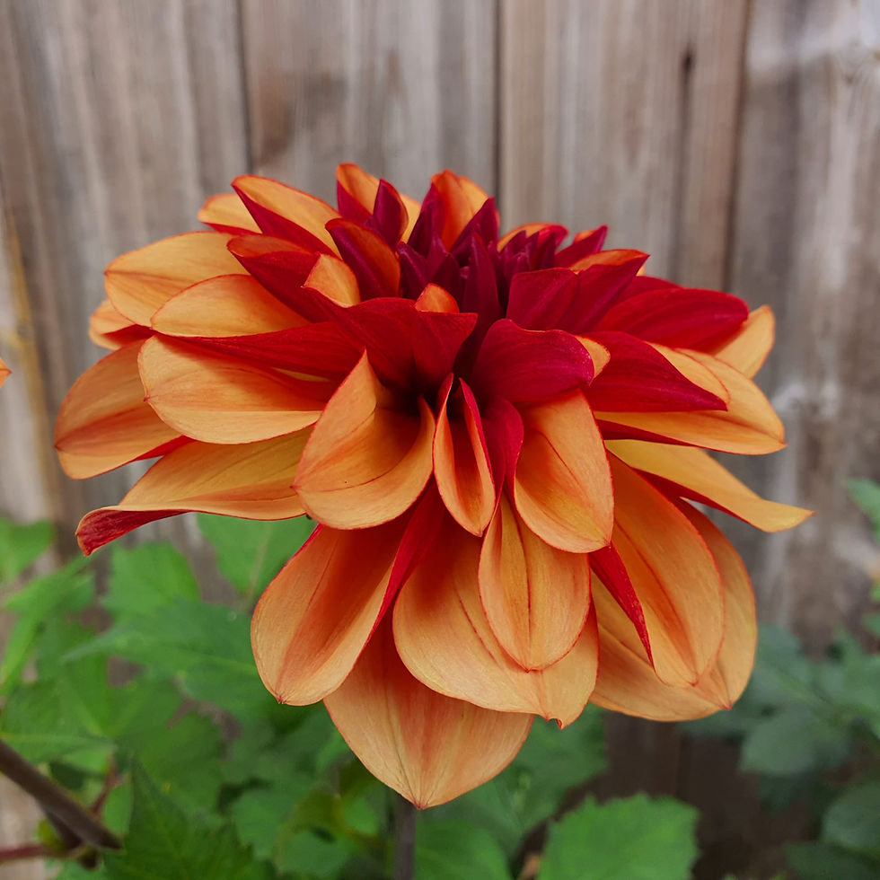 Thumbnail: Dahlia Creme de Cognac