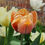 Thumbnail: Tulip La Belle Epoque (15 bulbs)