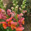 Thumbnail: Snapdragon Potomac Dark Orange [Antirrhinum Majus] Seeds