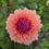 Thumbnail: Dahlia Sweet Sanne