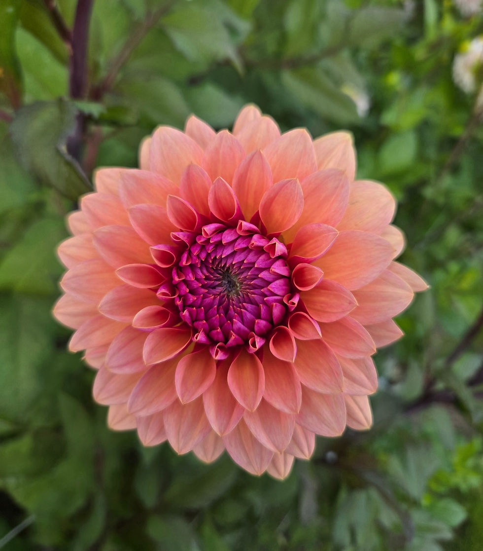 Thumbnail: Dahlia Sweet Sanne