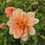 Thumbnail: Dahlia Yvonne