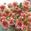 Thumbnail: Dahlia Striped Nagano