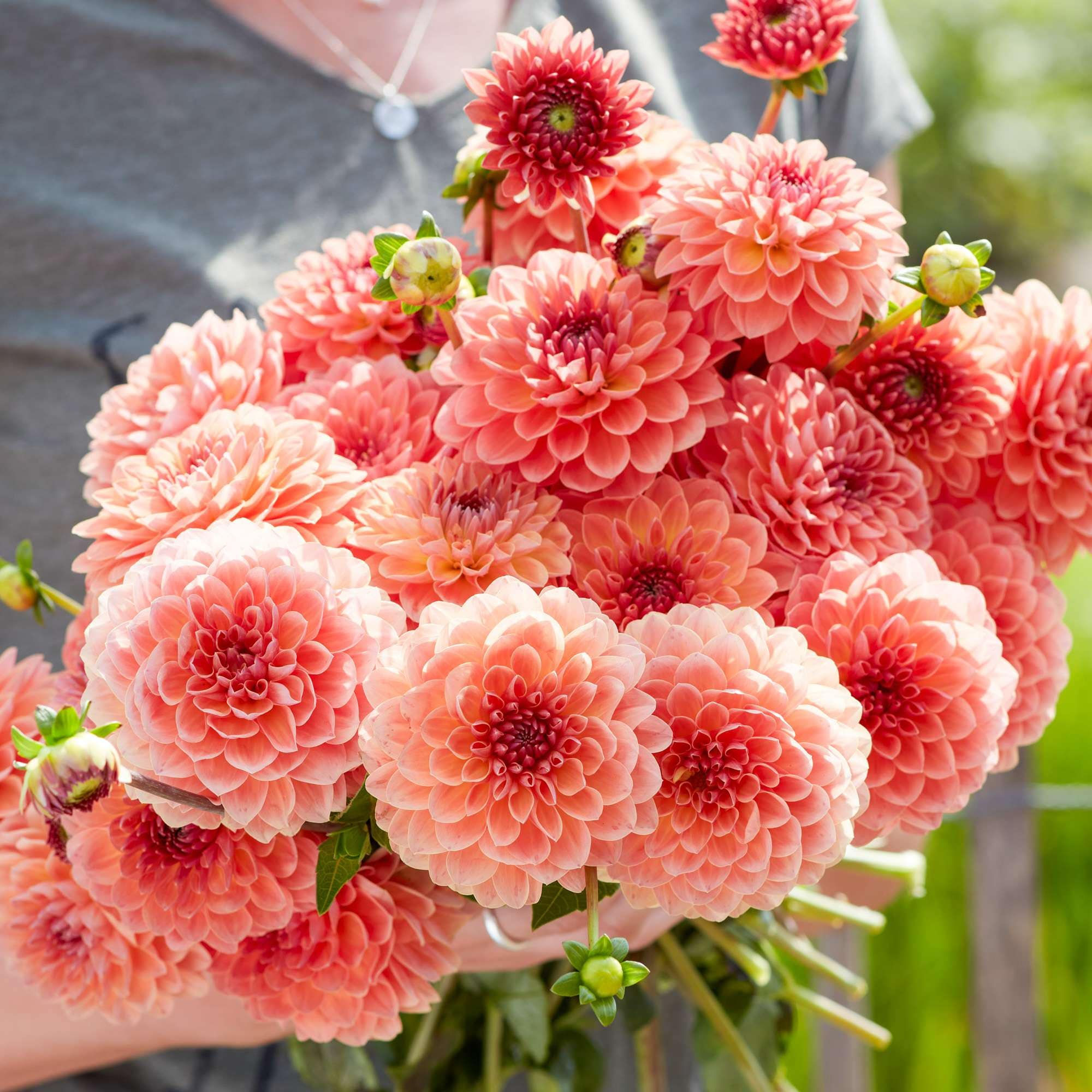 Dahlia Orange Breeze