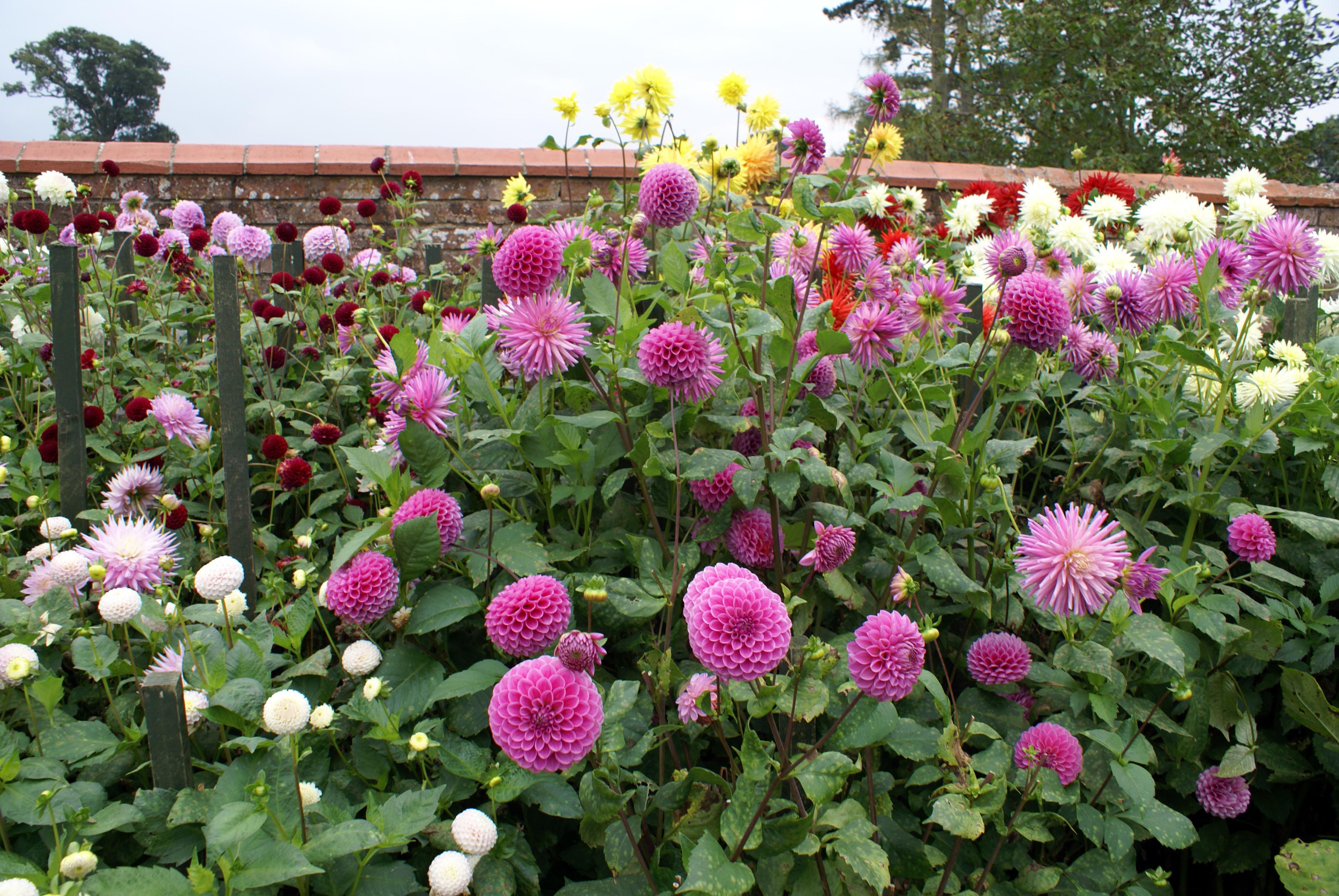 CUT FLOWER FARM Gager Estate