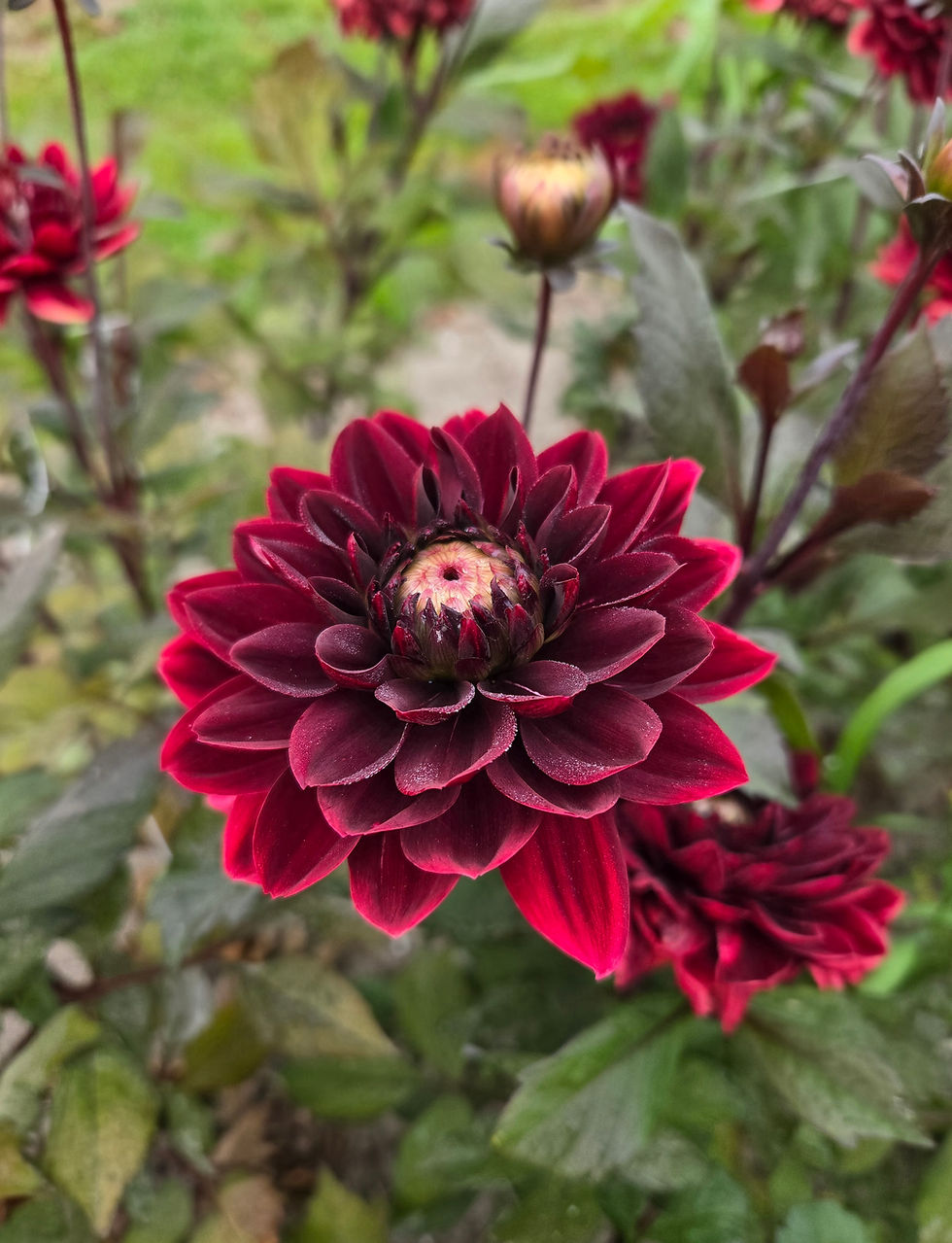 Thumbnail: Dahlia After Dusk