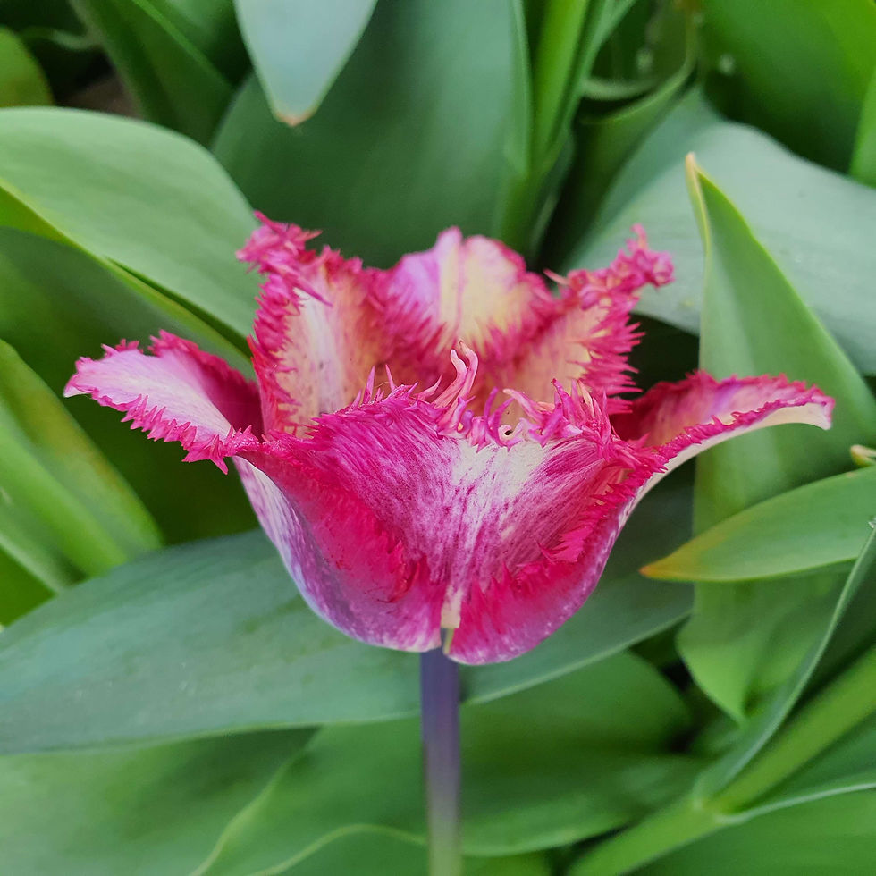 Thumbnail: Tulip Colour Fusion (10 bulbs)