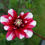 Thumbnail: Dahlia Fiorentina
