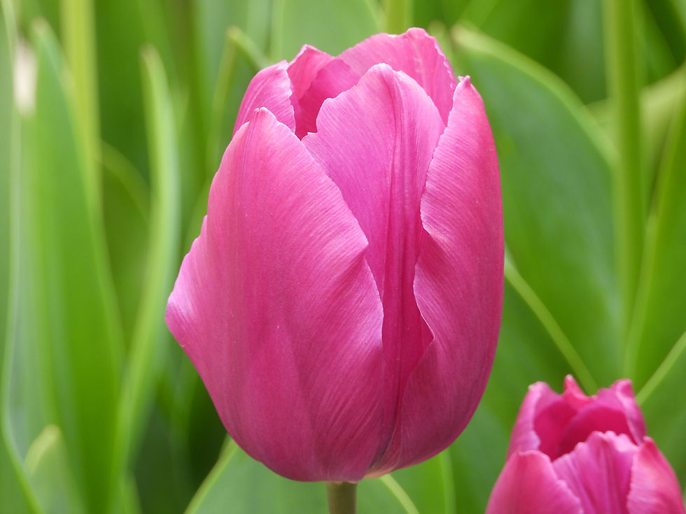 Tulip Sissi