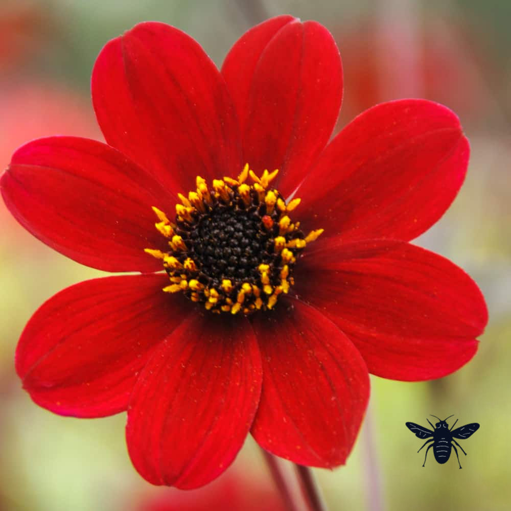 Dahlia Bishop of Auckland