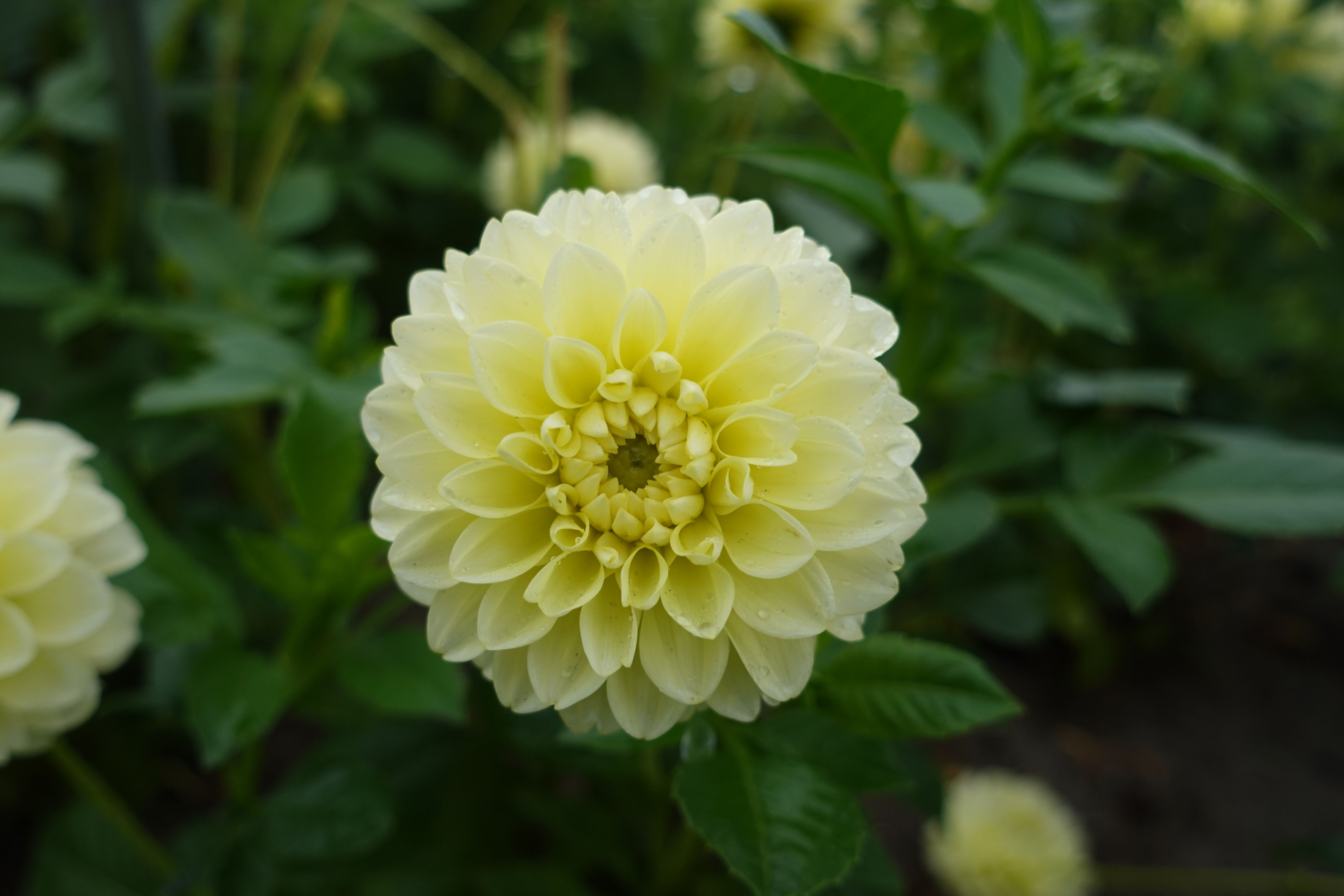 Dahlia Banana Baby