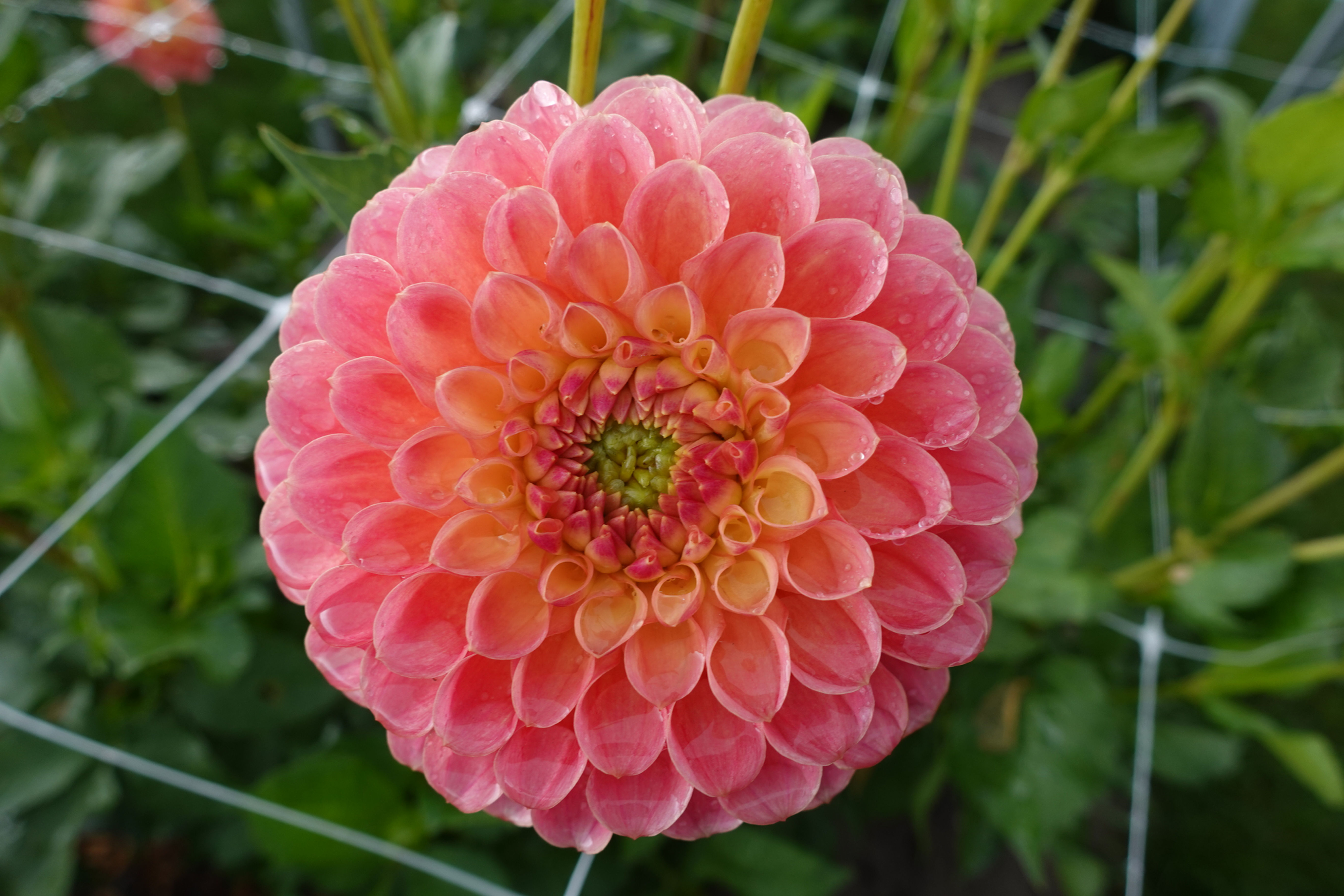 Dahlia Jowey Nicky