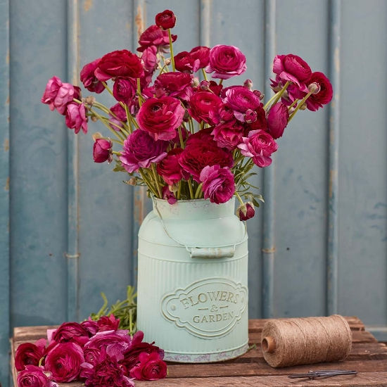 Ranunculus Violet