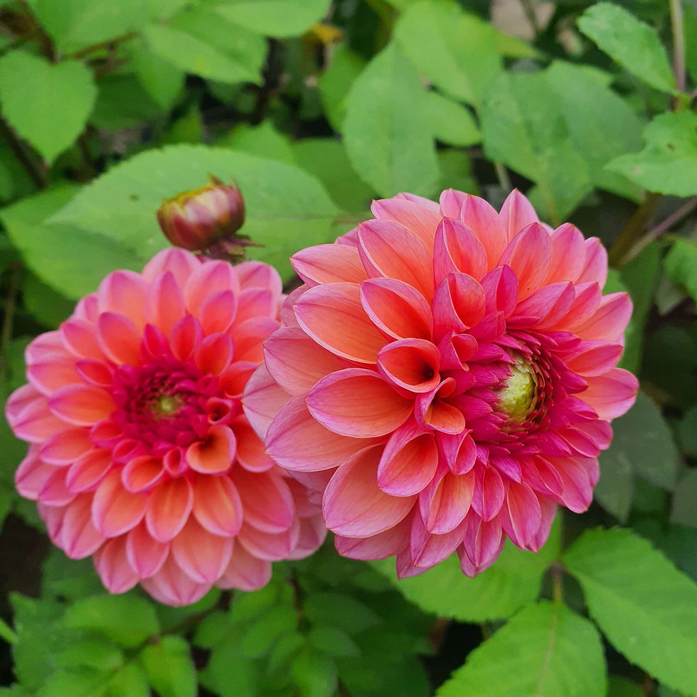 Thumbnail: Dahlia Daisy Duke