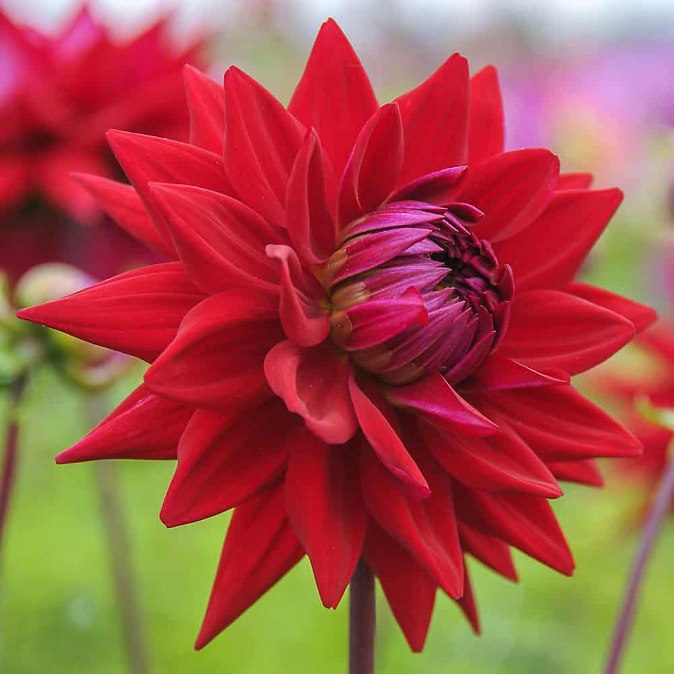 Dahlia Wittemans Best