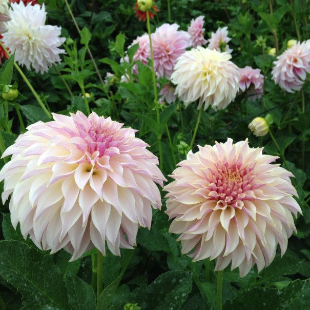 Dahlia KA’s™ Champagne