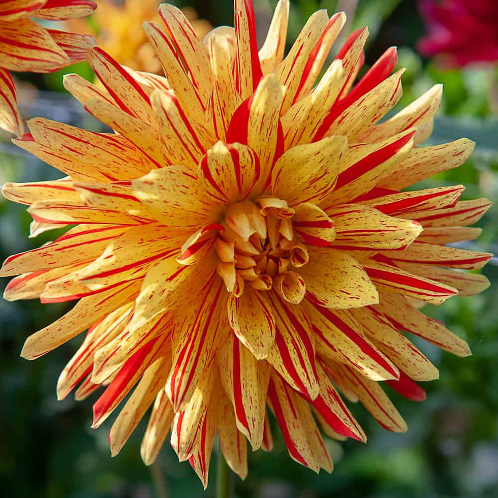 Dahlia Striped Vulcan