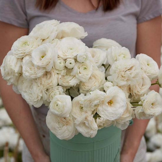 Ranunculus Amandine "White"