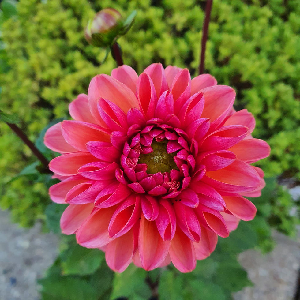 Thumbnail: Dahlia Daisy Duke