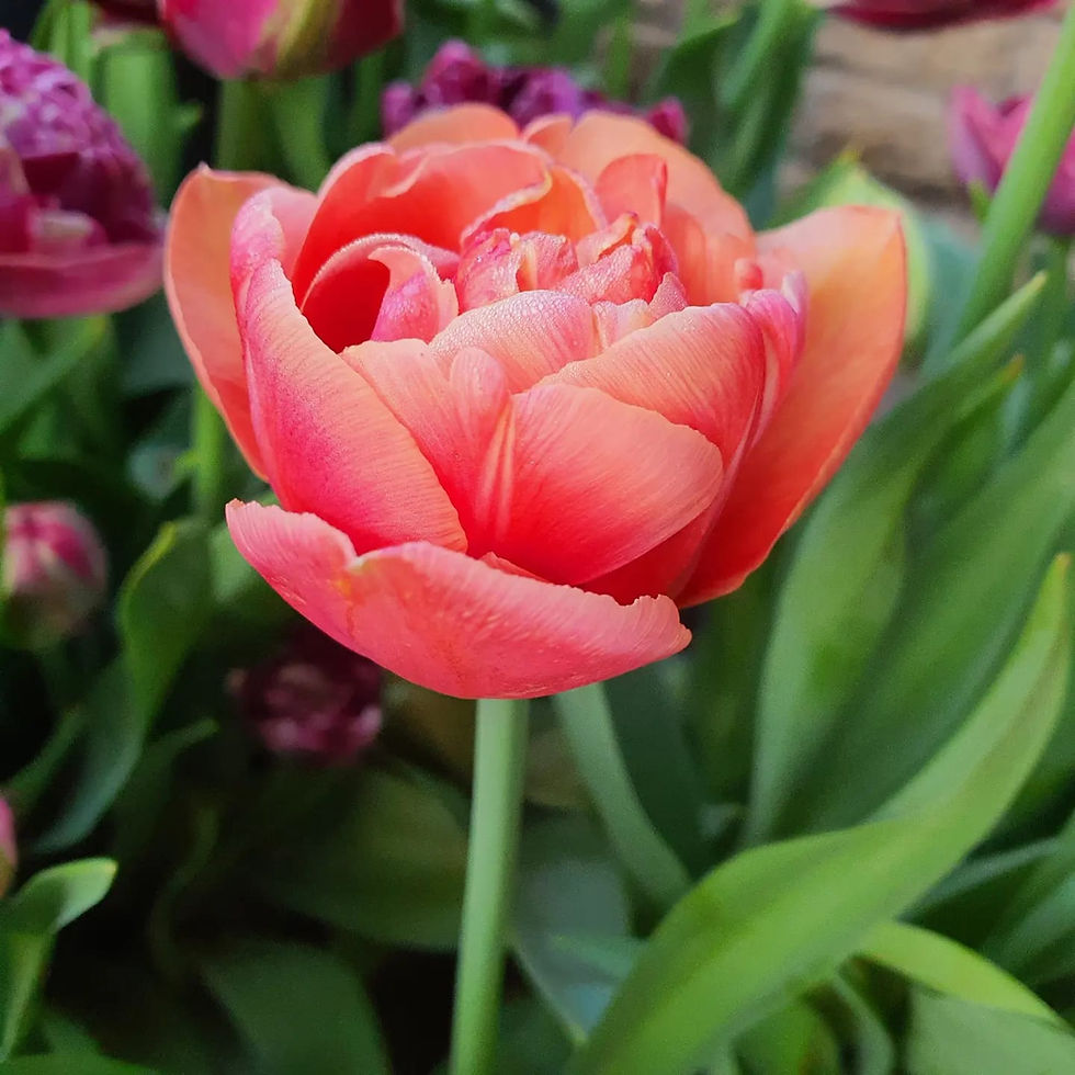 Thumbnail: Amazing Image Tulip Collection