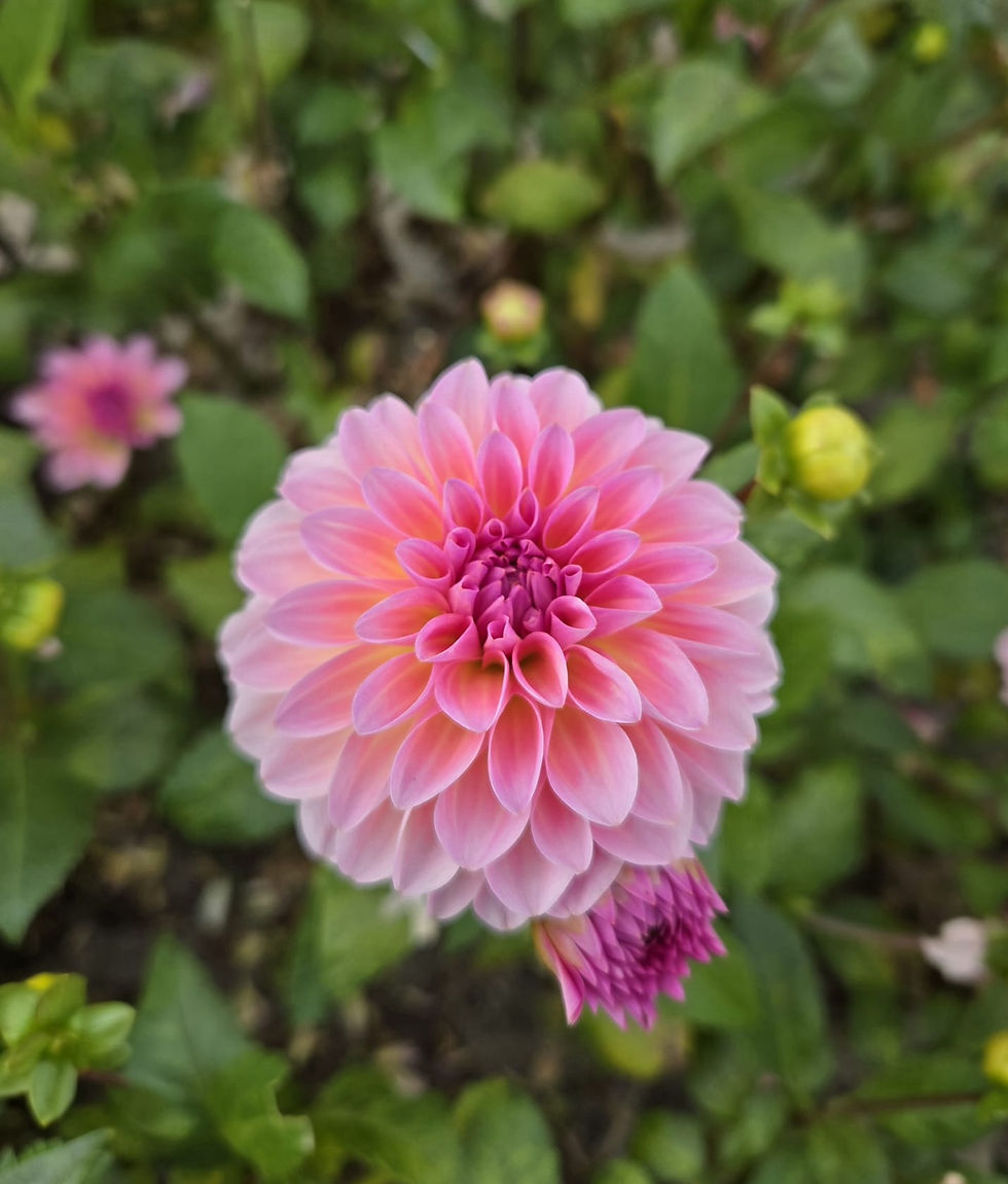 Dahlia Esli