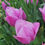 Thumbnail: Tulip Violet Beauty (10 bulbs)
