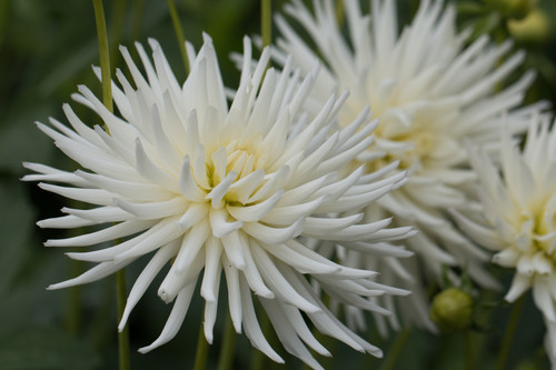 Dahlia Playa Blanca | Gager Estate