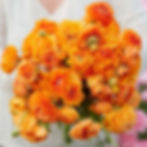 Ranunculus Orange Picotee