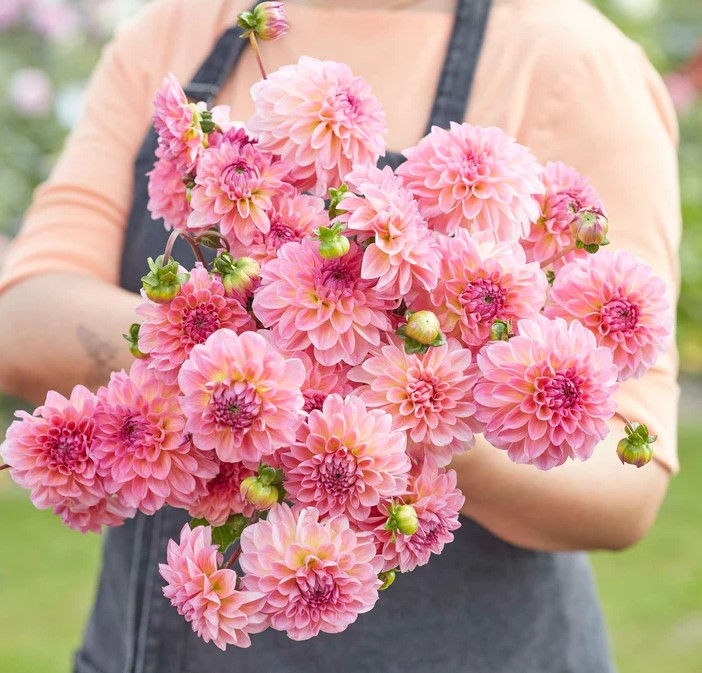 Thumbnail: Dahlia Esli