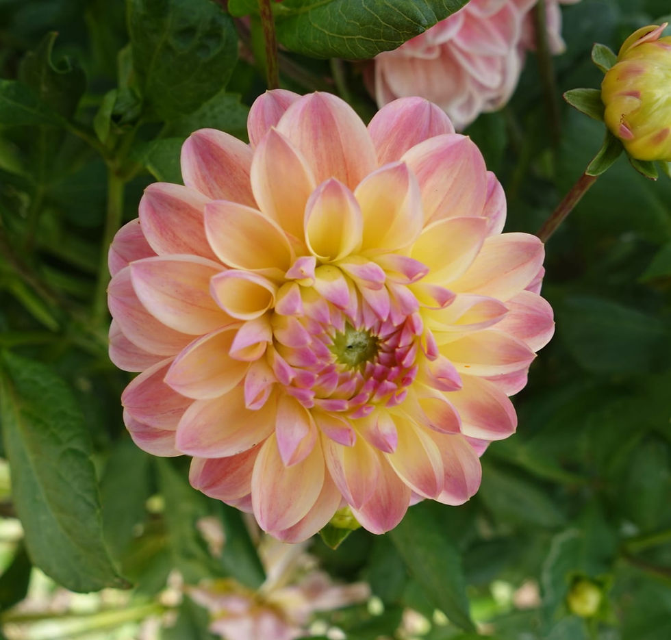 Thumbnail: Dahlia Hapet Pastel