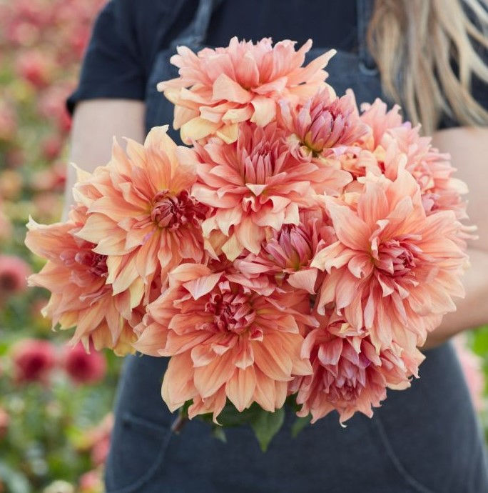Dahlia Babylon Brons