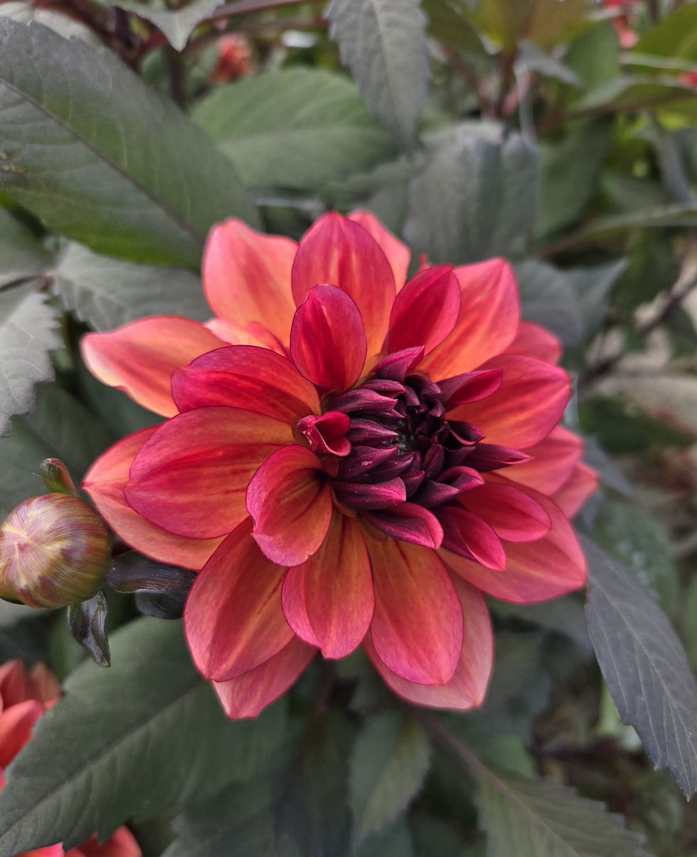 Dahlia Invitation
