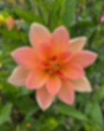 Dahlia Mr Frans