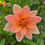 Thumbnail: Dahlia Mr Frans