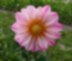 Dahlia Pink Emperor