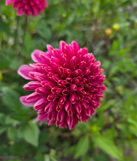 Dahlia Alyshia | Gager Estate