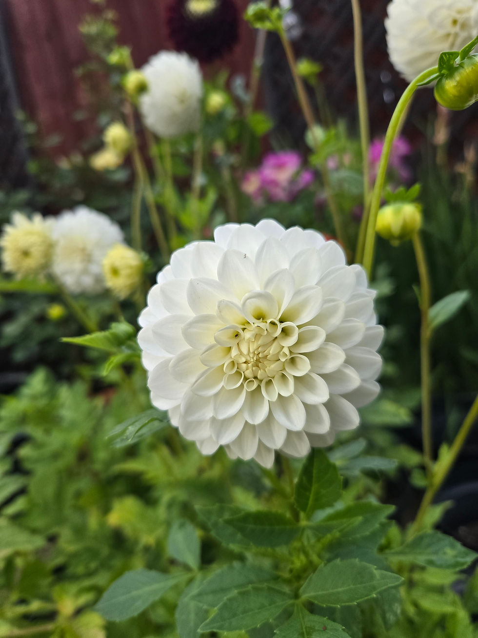 Dahlia Petra's Wedding