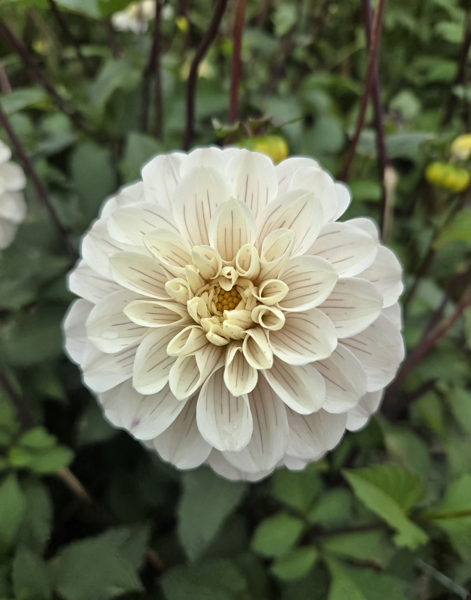 Dahlia Pencil Art Sugar