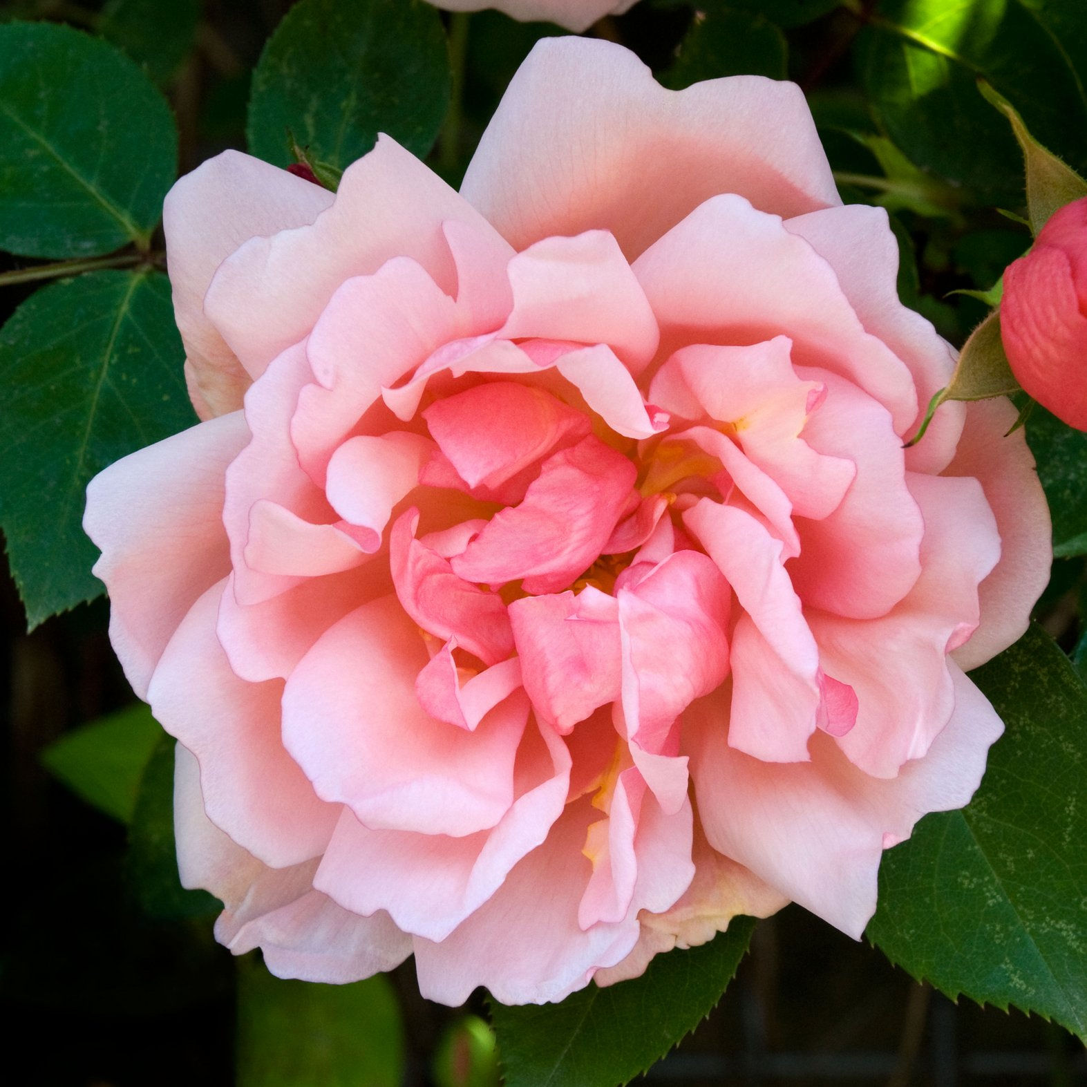 Rosa 'Rambler Albertine'  bare root