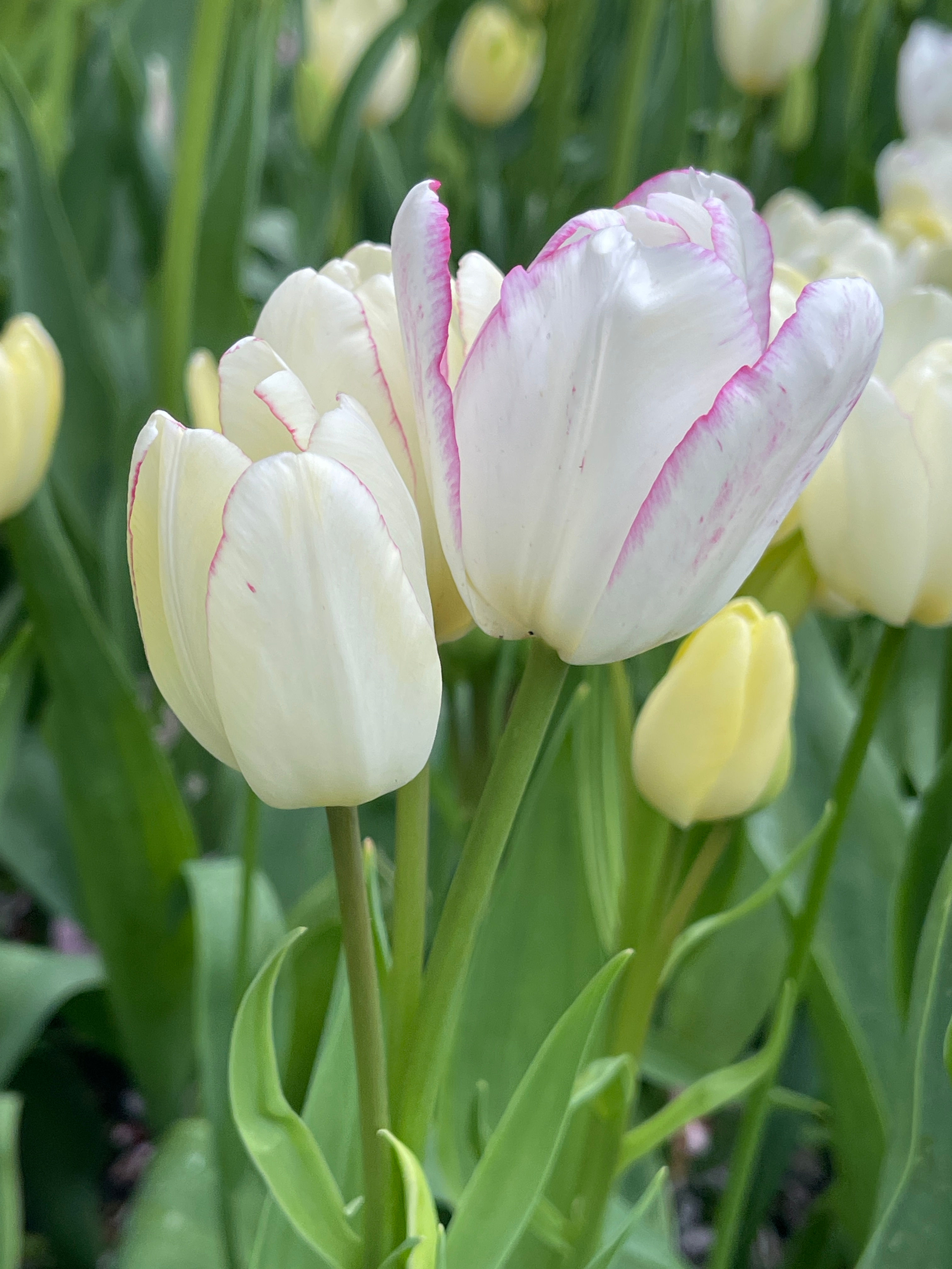 Tulip Emilie