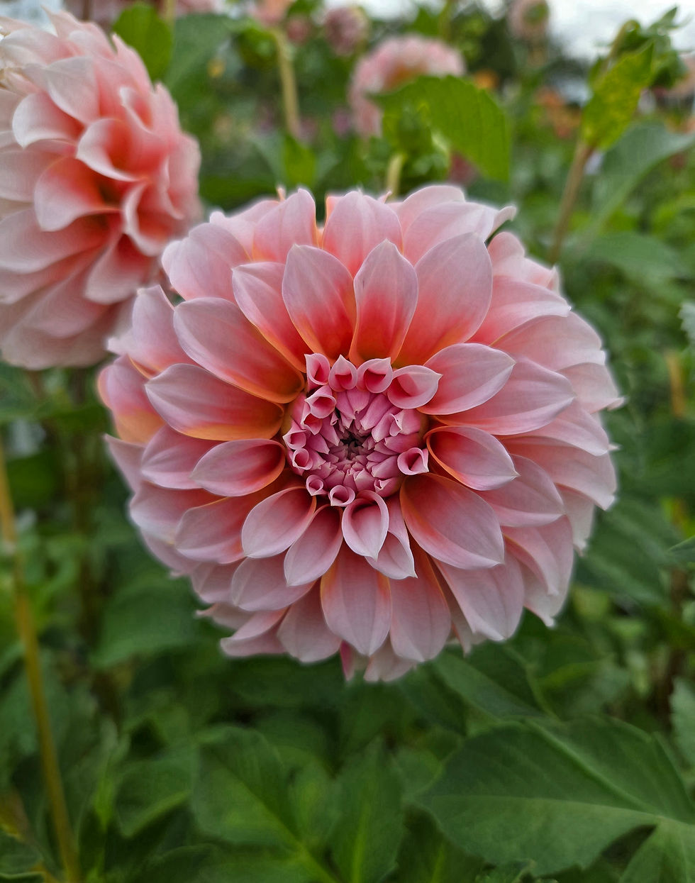 Thumbnail: Dahlia Peaches