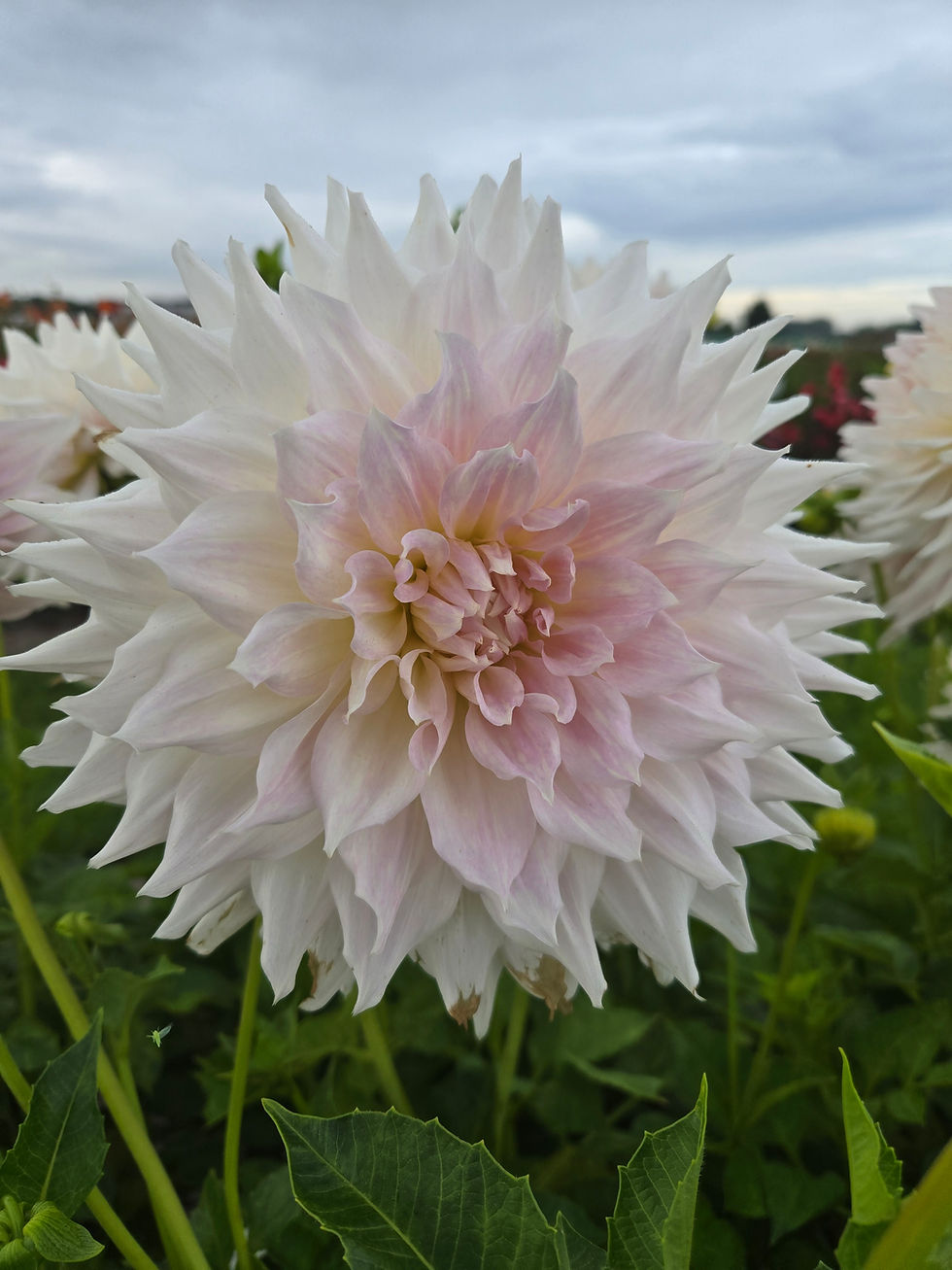 Thumbnail: Dahlia KA's® Cloud