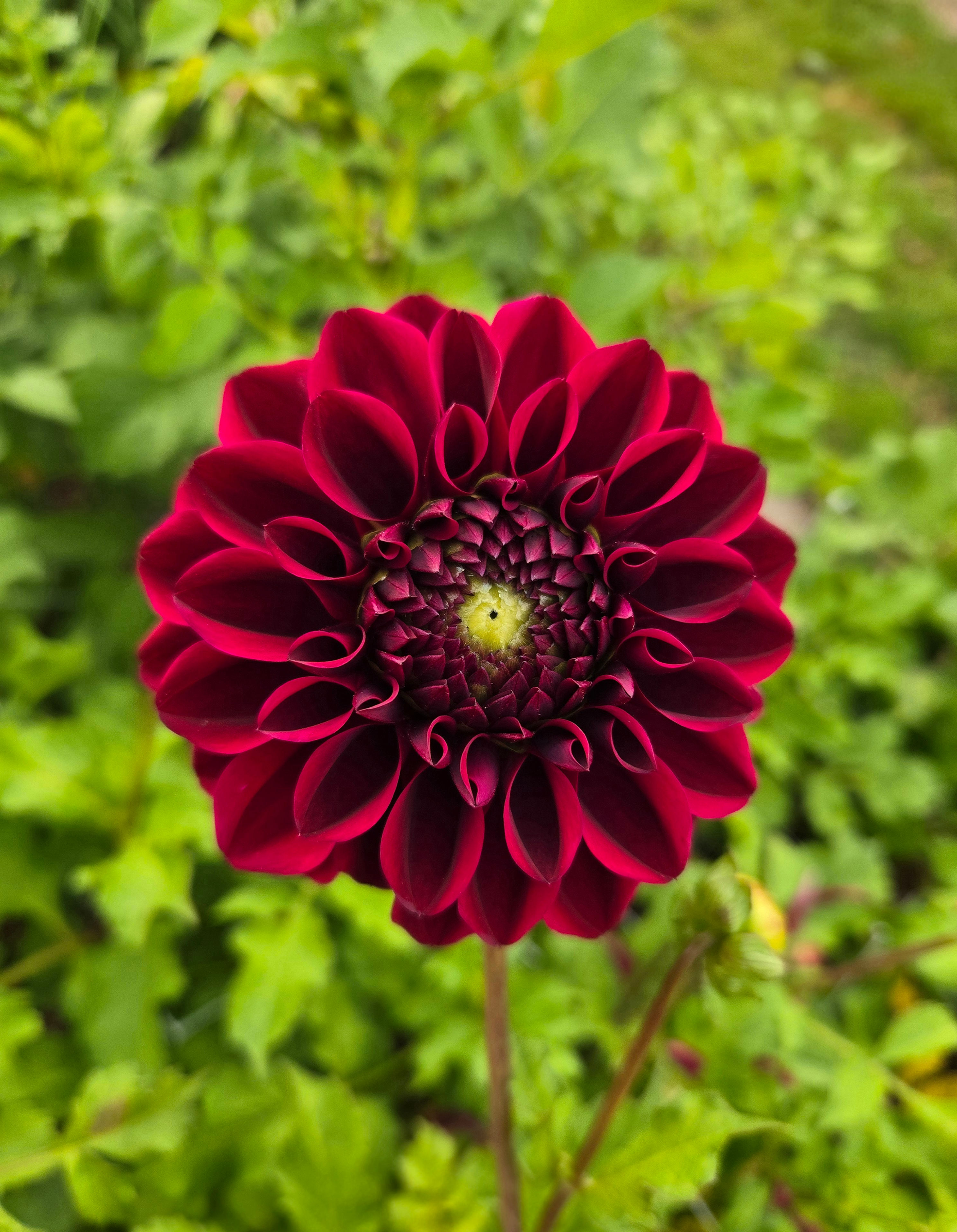 Dahlia Kingsblood