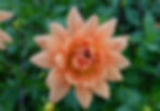Dahlia Glorie Van Noordwijk