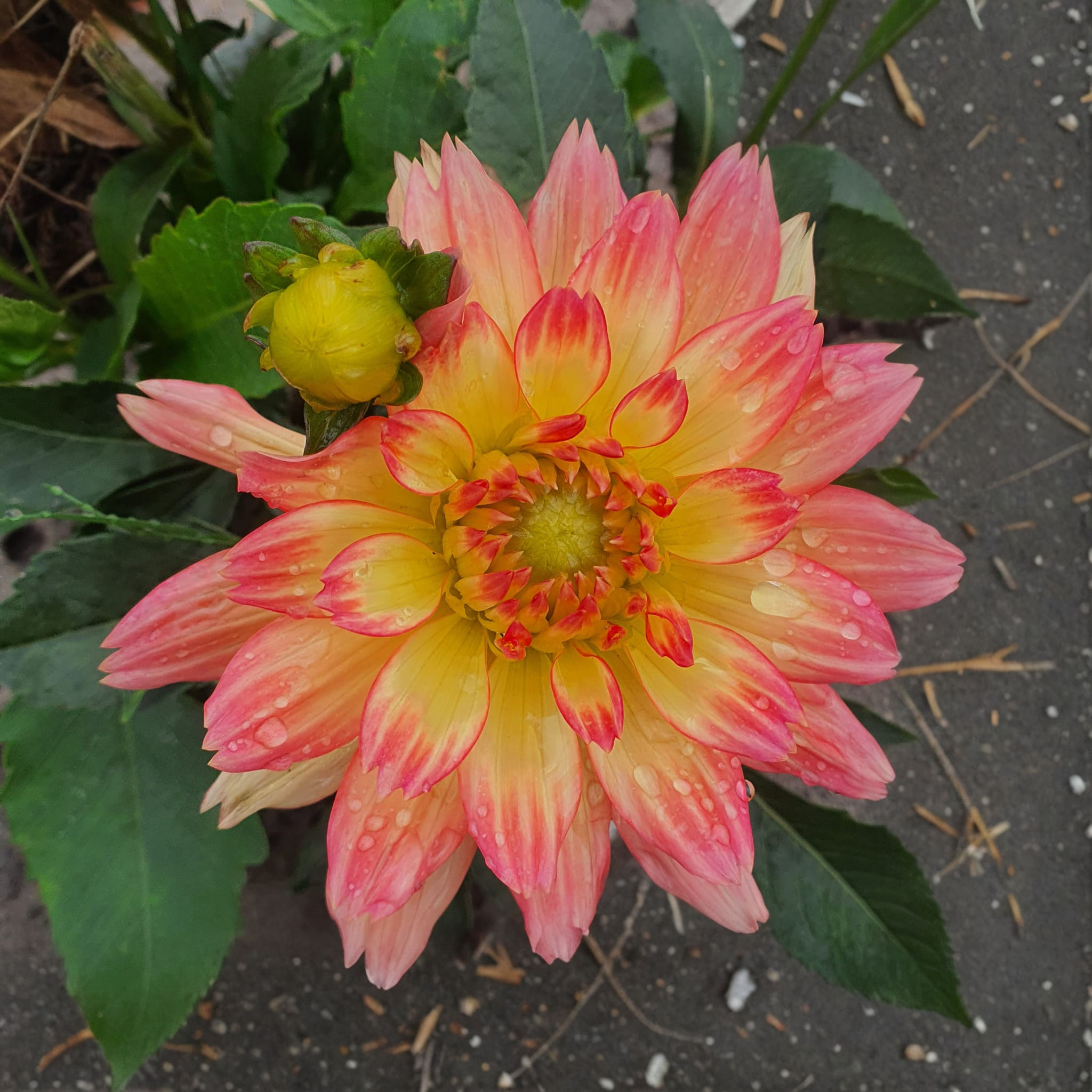 Dahlia Gallery Pablo