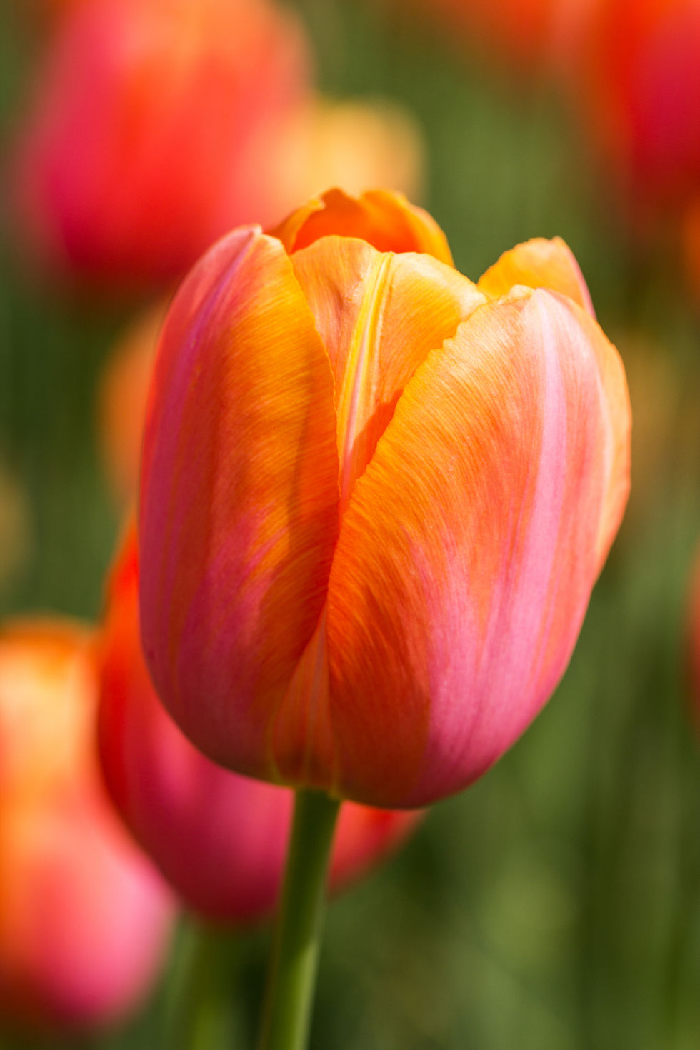 Tulip Jimmy