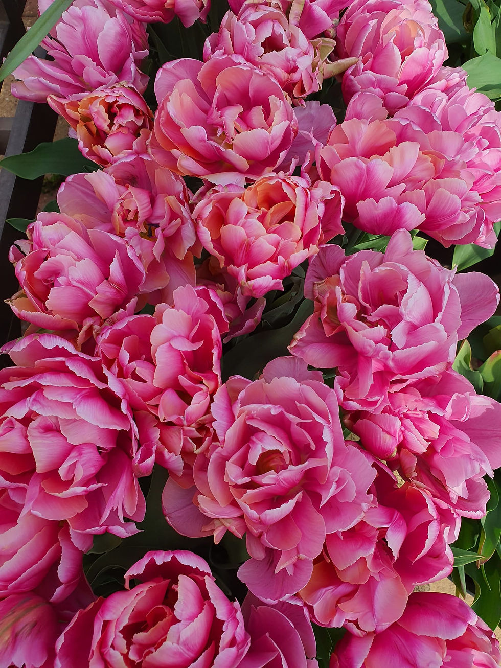 Thumbnail: Tulip Pink Star (15 bulbs)