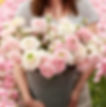 Ranunculus Chamallow