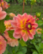 Dahlia Erna Panzer