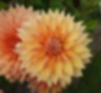 Dahlia Hamari Gold